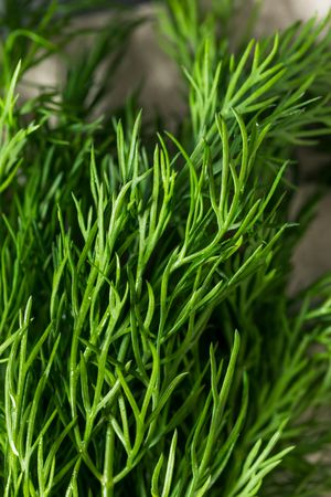 Raw Organic Green Dill Herb