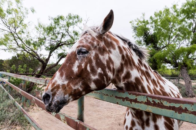 Spotted horse near Segovia, Texas