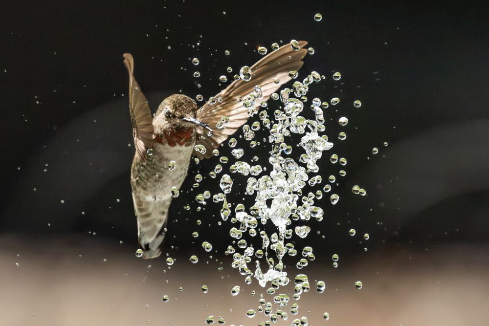 Beautiful Immature Male Anna's Hummingbird Enjoying The Water Fountain