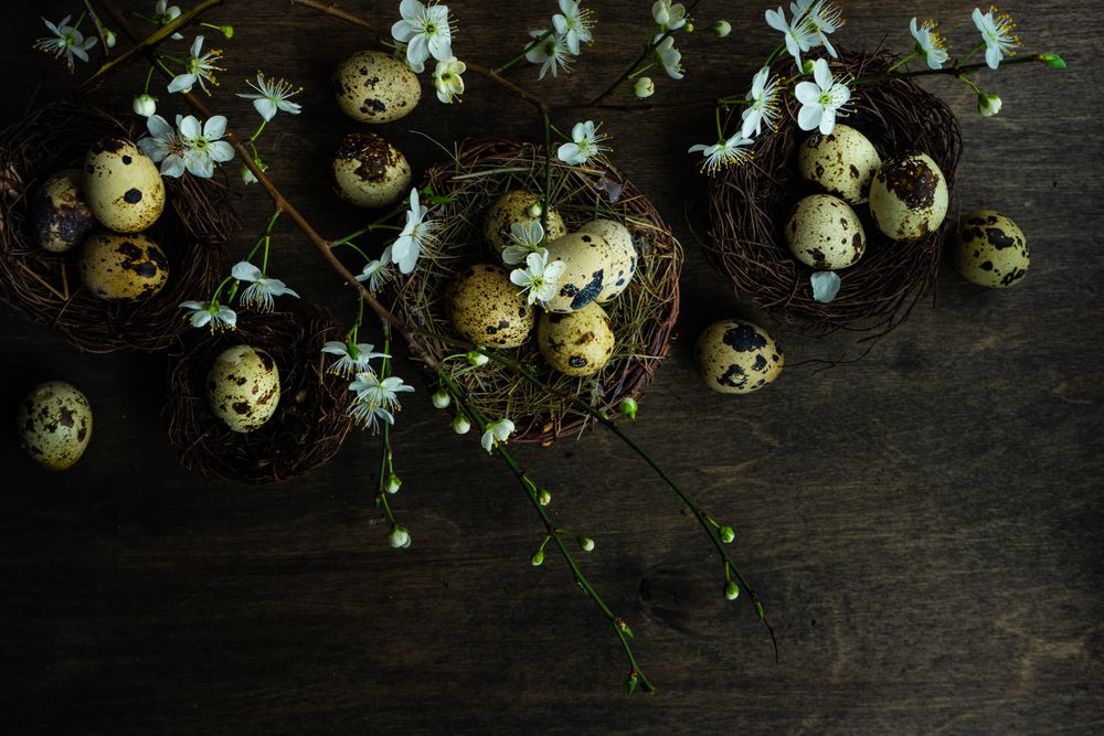 Easter holiday card concept of nest and speckled eggs on wooden table with space for text