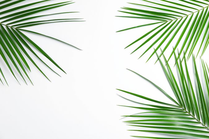 Beautiful palm leaves on plain background, top view and space for text. Exotic plant