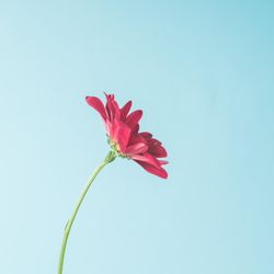 Red flower on sky background