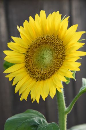 a large yellow sunflower