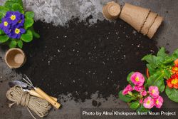 Top view of home gardening scene with flowers, pots and soil with copy space 0gpge5