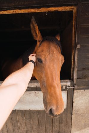 Person petting chestnut horse in wooden stable