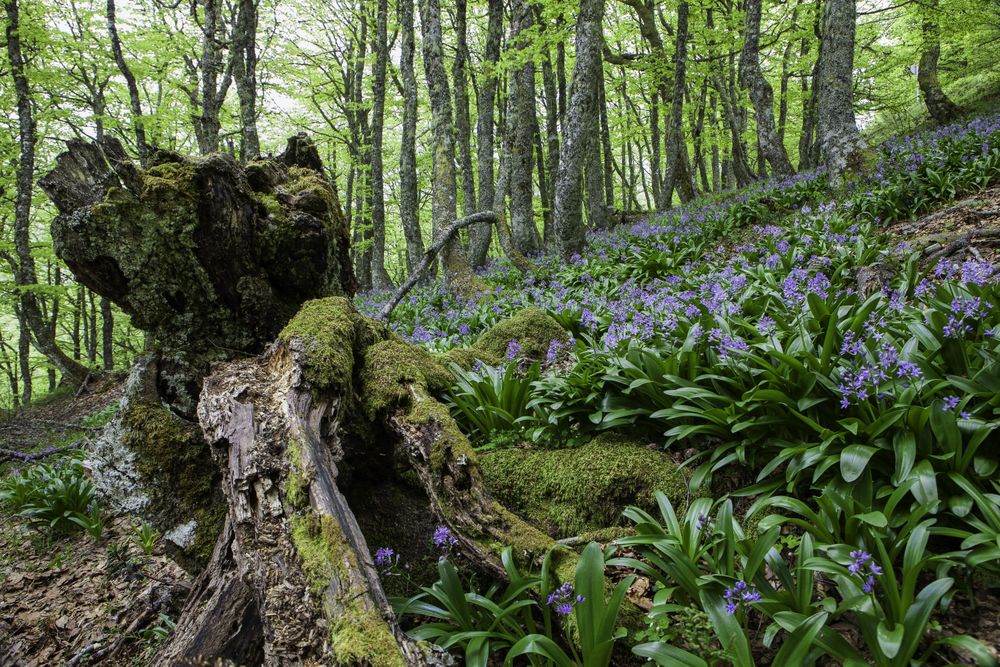 Flowers growing in spring forest