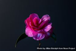 Beautiful pink camellia flower in dark room 5XyEr4