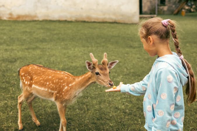 Child feeding wild deer at outdoor safari park