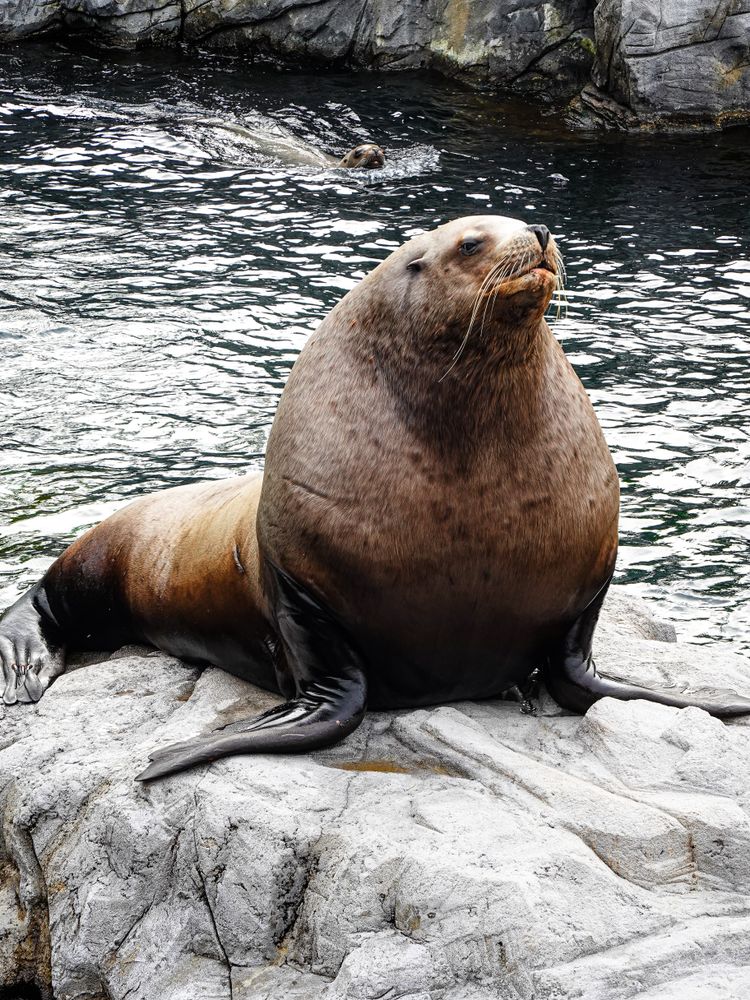 Steller Sea Lion (Eumetopias jubatus), the Beachmaster