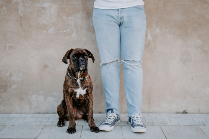 Playful cute dog standing with human support