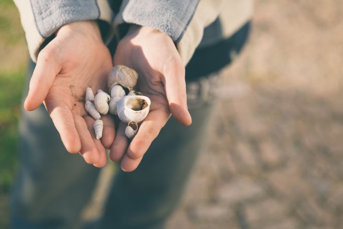 Crop hands holding seashells