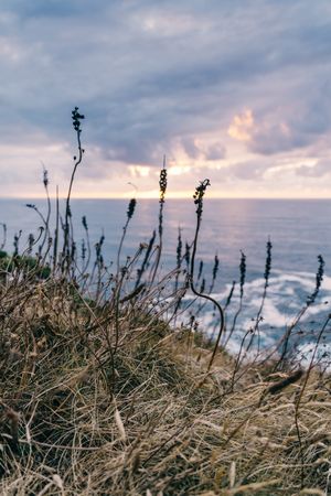 Grassy shore near stormy sea in evening