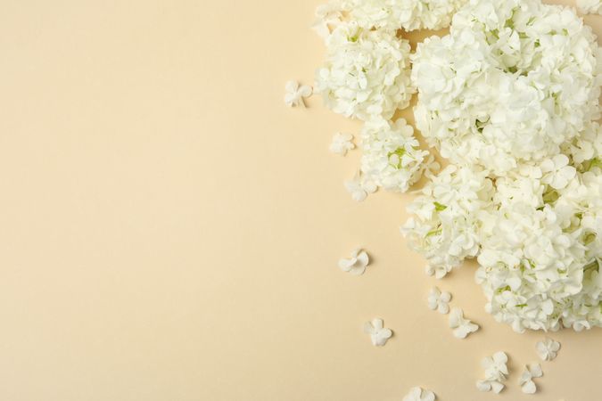 Beautiful hydrangea flowers on beige background. Spring plant