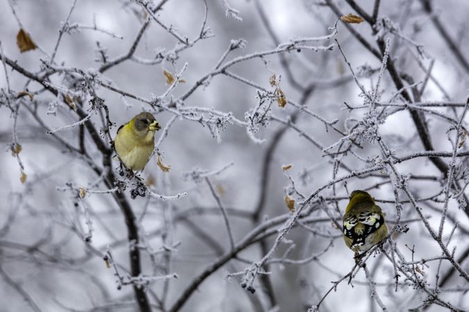 Two evening grosbeak on frosty branches