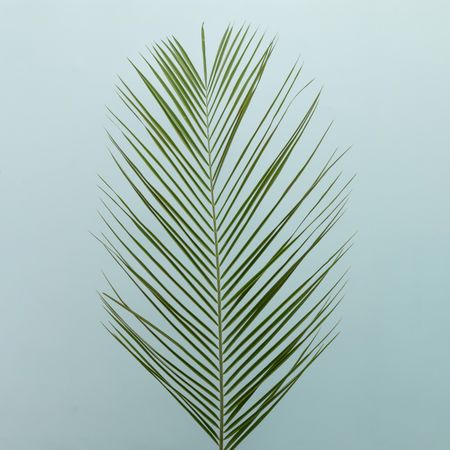 Palm leaf on blue background