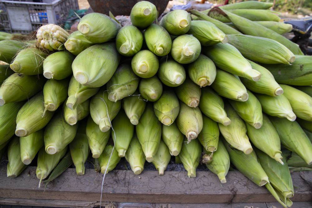 Fresh corn cob and green leaves' background texture