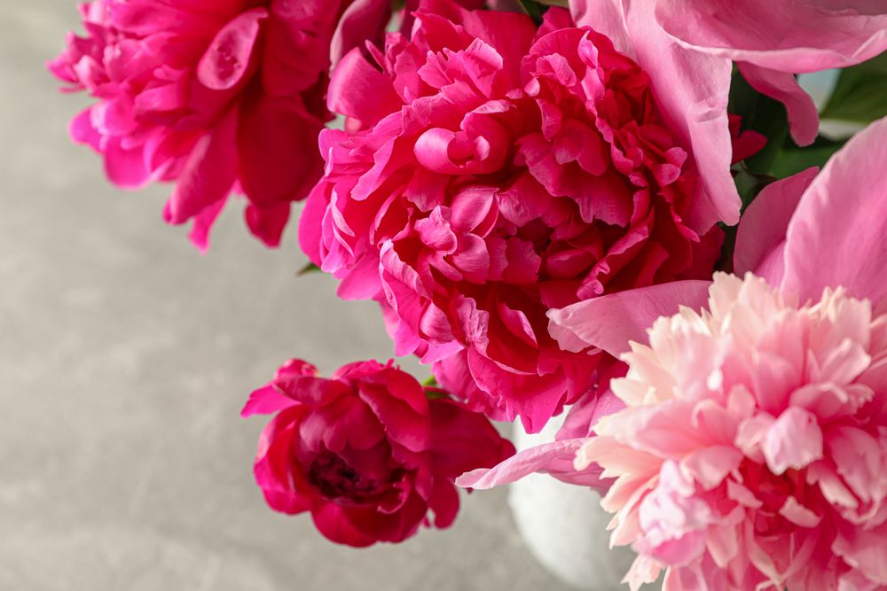 Vase with bouquet of beautiful peonies on grey background, space for text and closeup