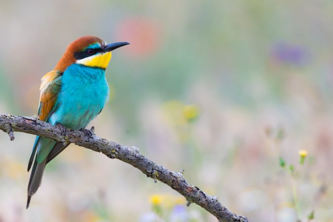 Bird standing on tree branch