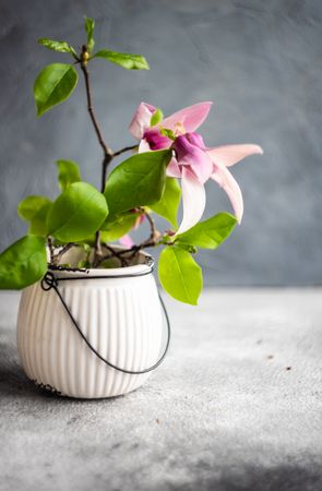 Vase of magnolia flowers
