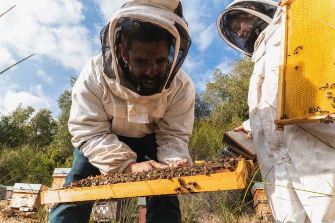 Beekeepers working together in apiary