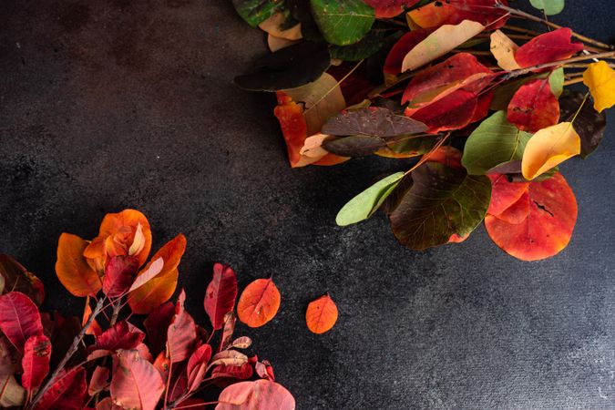 Top view of colorful autumn leaves on dark table