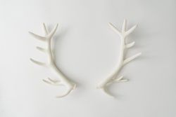Reindeer antlers on light background