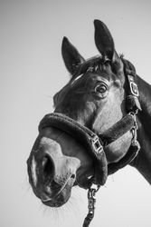 Sideway of horse in grayscale