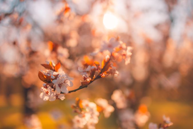 Close up of cherry blossom flowers in the autumn with the sunset