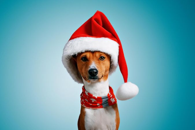 Portrait of dog in festive Santa hat and scarf with blue background