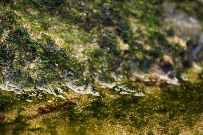 Wet algae on stone