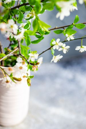 Blooming cherry tree branches in the vase
