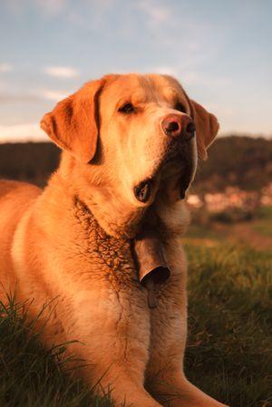 Dog between field and blue sky