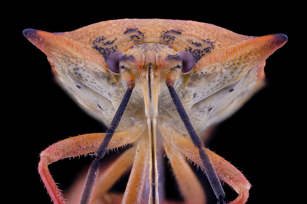 Bright flying insect with purple eyes and antennae