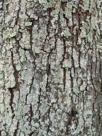 texture of the rough bark of a mahogany tree