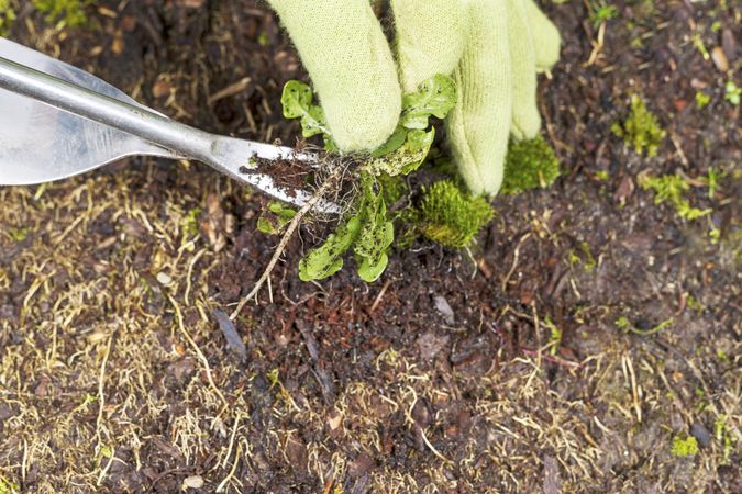 Removing weed and root from soil