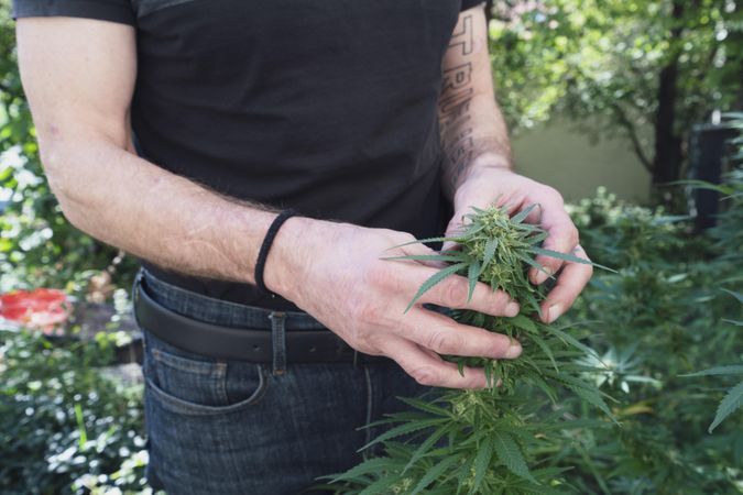Person holding marijuana plant with two hands