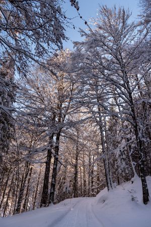 Road through the snowy forest on a sunny day in December in the Bavarian Alps.