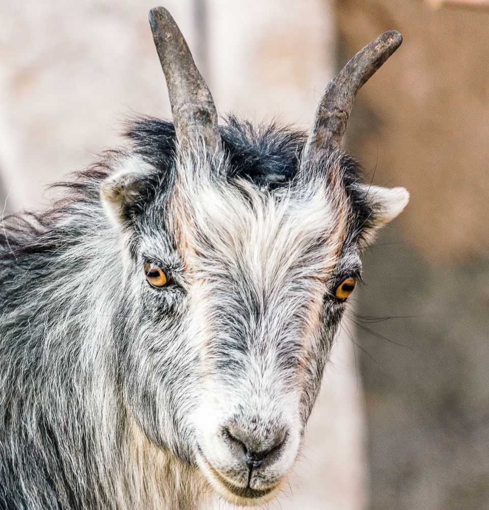 Goat in close up