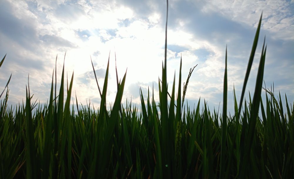 rice fields with a view of the sky