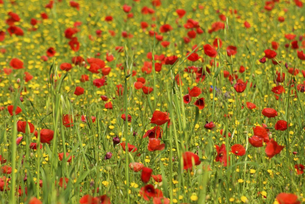 Field of red poppies
