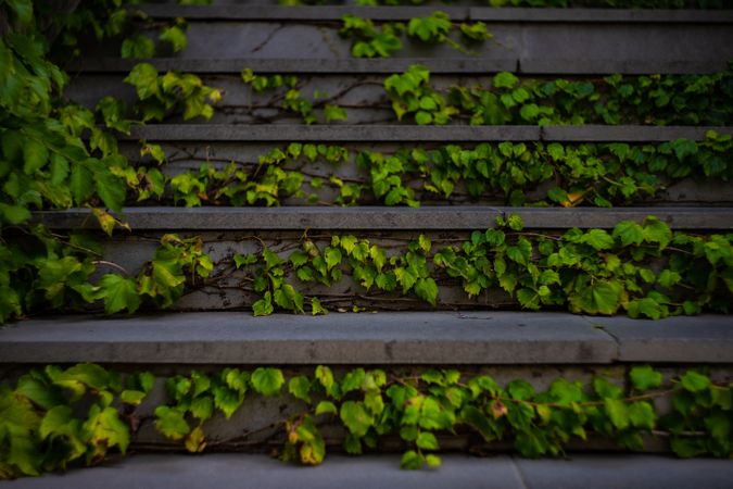 Oldstyled stairs covered with ivy plant
