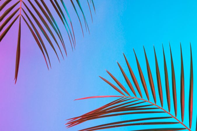 Palm leaves lit in bold neon  colors, on gradient blue to pink background