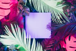 Creative fluorescent color layout made of tropical leaves with neon light square