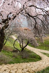 Spring landscape with blooming almond tree