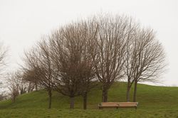 Bench near naked trees in park