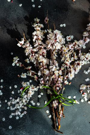 Spring floral concept with apricot blossom branches