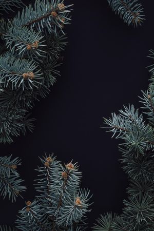 Branches bordering dark background