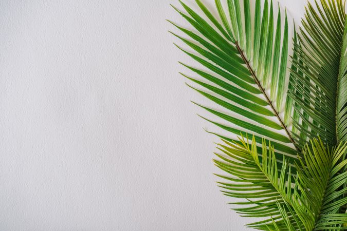 Tropical layout with palm leaves