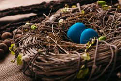 Blue eggs in bird nest