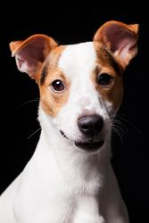 Amazing dog staring at camera